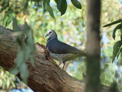 Leucosarcia melanoleuca