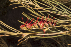 Grevillea hookeriana