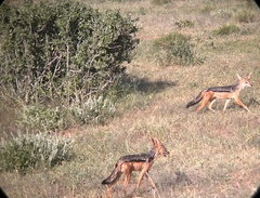 Lupulella mesomelas schmidti