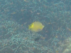 Pomacentrus moluccensis