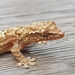 Mourning Gecko - Photo (c) CheongWeei Gan, some rights reserved (CC BY-NC)