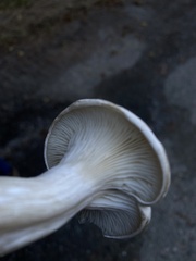 Clitopilus cystidiatus