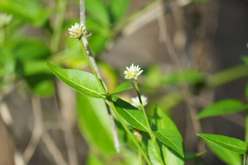 Yellow joyweed (Alternanthera flavescens)