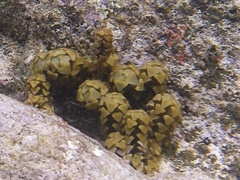 Turbinaria