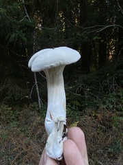 Clitopilus cystidiatus