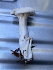 Clitopilus cystidiatus