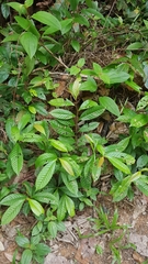 Tetracera indica