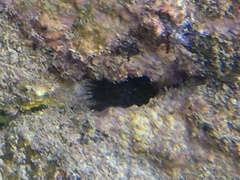 Stomopneustes variolaris