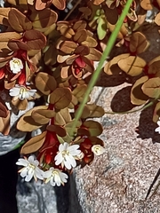 Epilobium porphyrium