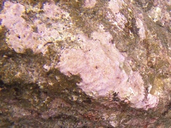 Lithothamnion