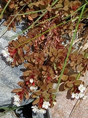 Epilobium porphyrium