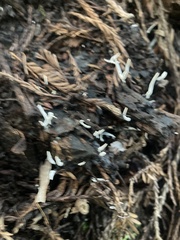 Clavaria falcata