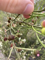 Leptomeria drupacea