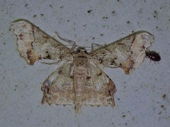 Krananda semihyalina