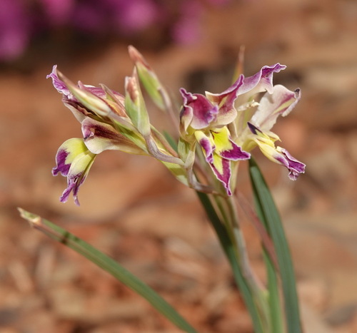 Image of Skull Glad by (c) desertnaturalist, some rights reserved (CC BY)