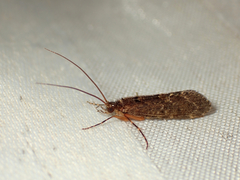 Hydrobiosidae