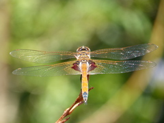 Tramea loewii