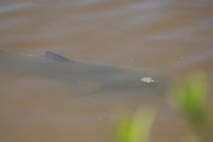 Negaprion brevirostris