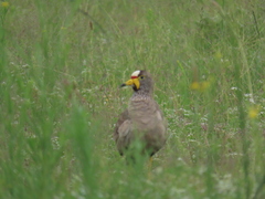 Vanellus senegallus