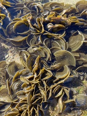 Padina mexicana