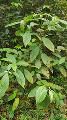 Timonius wallichianus