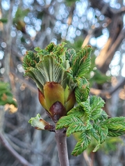 Aesculus parryi