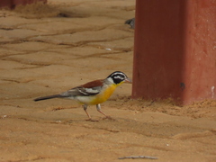 Emberiza flaviventris