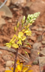 Bulbine torta