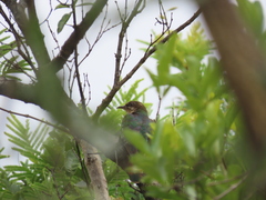 Chrysococcyx caprius