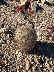 Escobaria alversonii