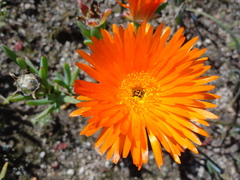 Lampranthus aureus