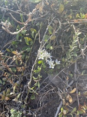 Myoporum parvifolium