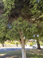 Melaleuca alternifolia