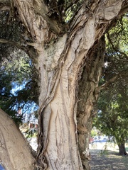 Melaleuca alternifolia