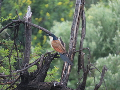 Centropus superciliosus burchellii