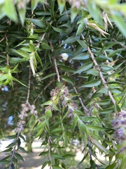 Melaleuca alternifolia