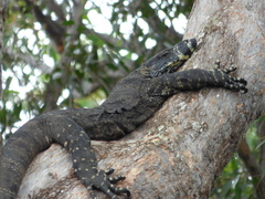 Varanus varius