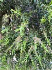 Melaleuca alternifolia