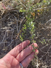 Myoporum parvifolium