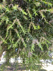 Melaleuca alternifolia