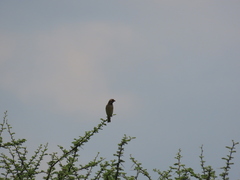 Crithagra atrogularis