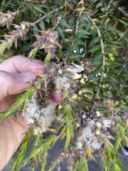 Melaleuca alternifolia