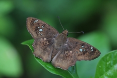 Caprona ransonnettii