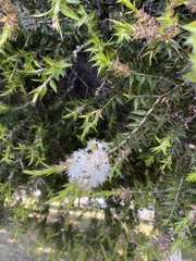 Melaleuca alternifolia