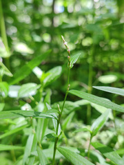 Persicaria minor