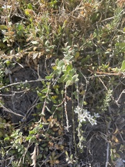 Myoporum parvifolium