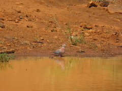 Streptopelia senegalensis senegalensis