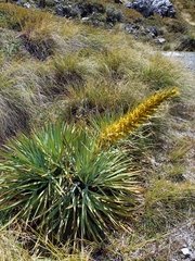 Aciphylla scott-thomsonii