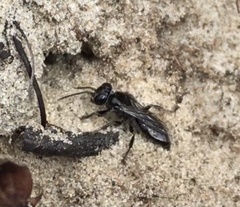 Tachysphex nigerrimus