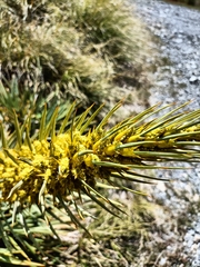 Aciphylla scott-thomsonii